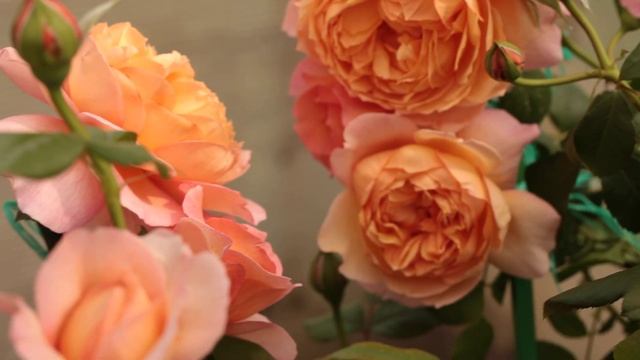 Роза Капри (Capri) смотреть онлайн