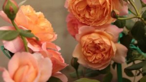 Роза Капри (Capri)