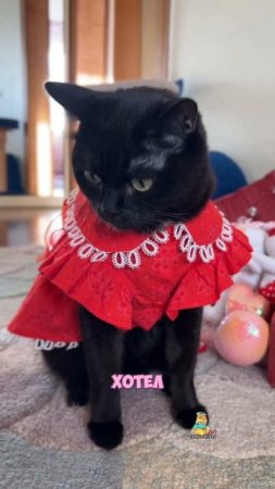А у вас есть такая подружка-болтушка?😸 #котики #юмор #смешныекотики