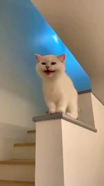 Angora Laughing💕| #shorts #youtuber #youtube #viralvideo #short #new #smile #laugh #cats #trending
