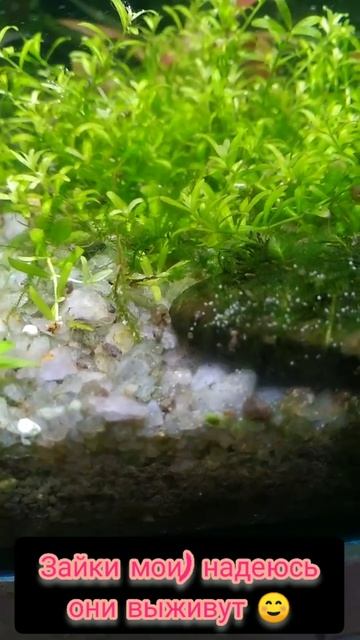 Цихлиды. смотреть онлайн