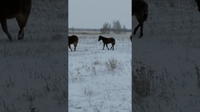 24 ноября 2021 года, лошади идут домой смотреть онлайн