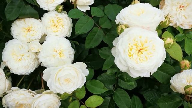 Роза Транквилити Tranquillity смотреть онлайн