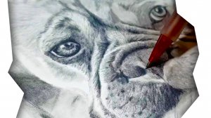 🐶 Рисуем чёрно-белого бульдога карандашамиРелакс-видео ✏️🎨