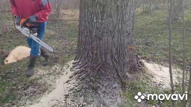 Спилили 25 метровый тополь.24.02.22 Kavak kesimı смотреть онлайн