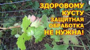 ОБРАБОТКА ВИНОГРАДА от болезней ПЕРЕД ЗИМОЙ. Когда НУЖНА?