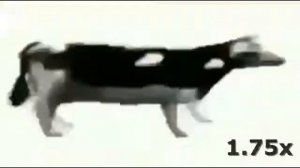 Корова танцует под польскую музыку (ускорение 999х)