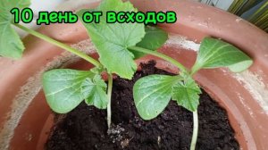 Выращиваем кабачок в квартире.🏠 Эксперимент 🥼 Начало 〽️