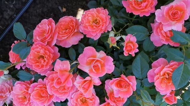 Роза Ай Эм Макмилан I Am Macmillan смотреть онлайн