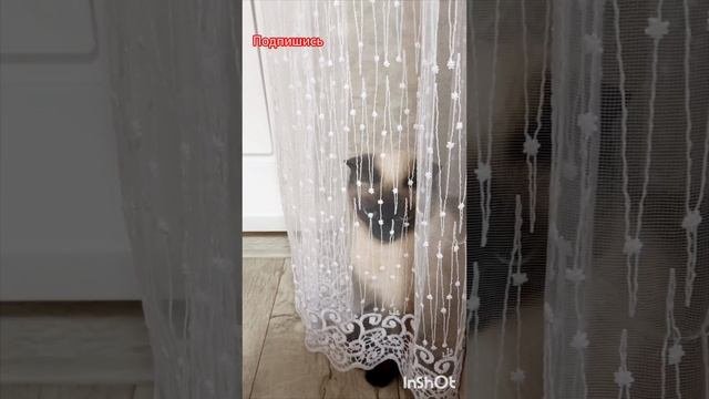✨Вам🐱так☀️удобно😂лежать‼️ #кошка Ладушка #смешныекоты #кошки #смешные видео