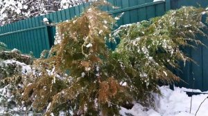 Зимняя сказка❄️! Поздравление с Наступающим Новым Годом!