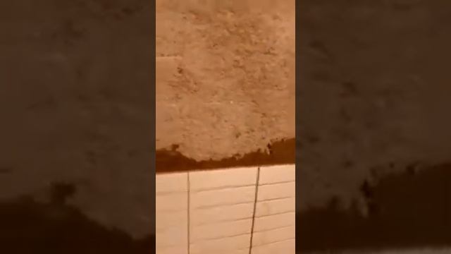 Тарзи задани кафел дар гариби смотреть онлайн