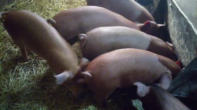 Поросятам породы Дюрок три месяца/ Отчетный день по росту. смотреть онлайн