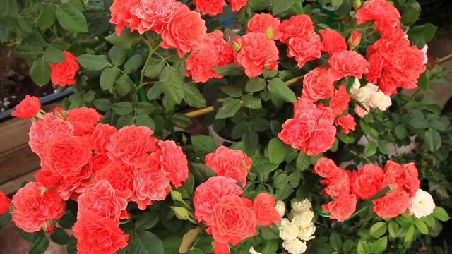 Роза леди оф белград смотреть онлайн