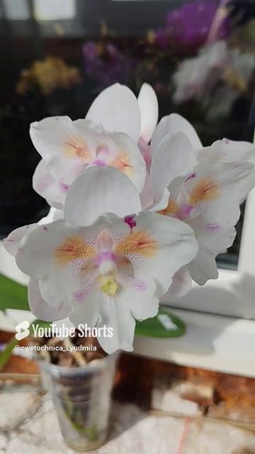 Phal. Tying Shin Swallow x Yaphon Big Mouse x Fusheng’s Bridal Dress (он же Попкорн)