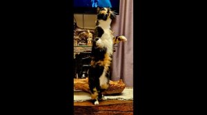 Говорят , кошки снимают стресс...