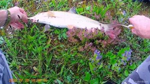 Рыбалка на усачя состоялась.