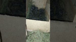 Договорится или спорить с крольчихой