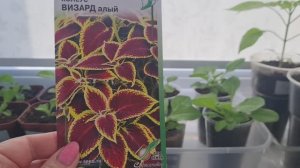 Обзор рассады на 02.04.25г.Ленинградская область!