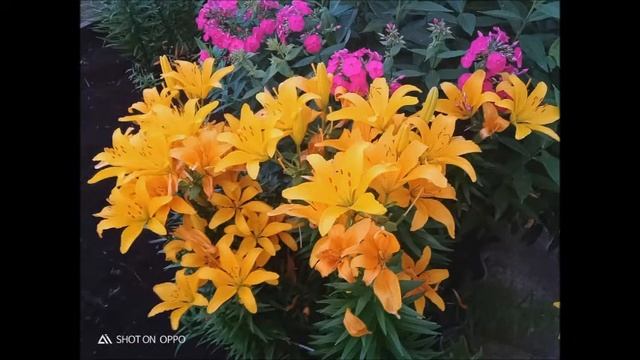 #ИюньПереломЛетаМесяцКрасногоЦвета Куликовский СДК - "Ах, цветы, цветы" (Краснослободский район) смотреть онлайн