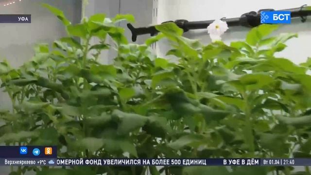В Башкирии разрабатывают новые способы защиты картофеля