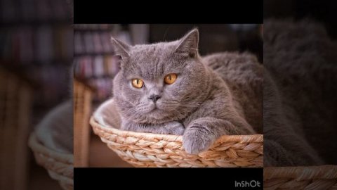 Домашние животные