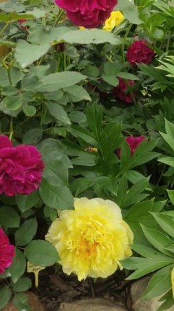 Розы расцвели #розы #roses #сад #garden #пионы