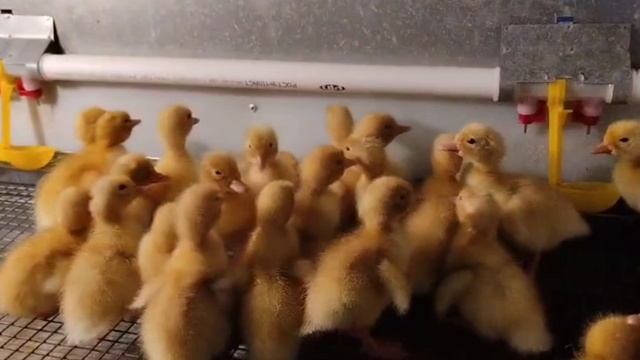 Теплый и уютный брудер для утят смотреть онлайн