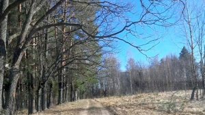 лес весна25г