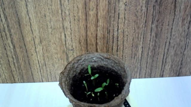 Рассада Шафран Ускоренный Рост #рассада смотреть онлайн