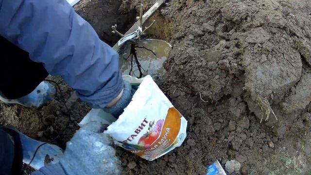 Весенняя посадка роз на примере флорибунды файерберд - жарптица