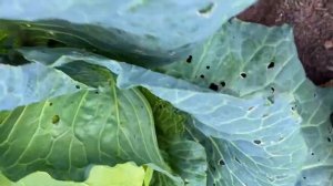 Чтобы капуста не растрескивались.