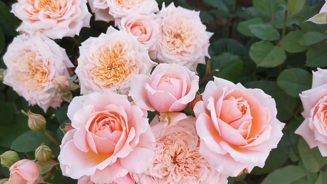 Роза Поль Бокюз Paul Bocuse смотреть онлайн