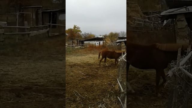 самый умный лошадь в мире смотреть онлайн