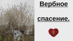 Вербное спасение