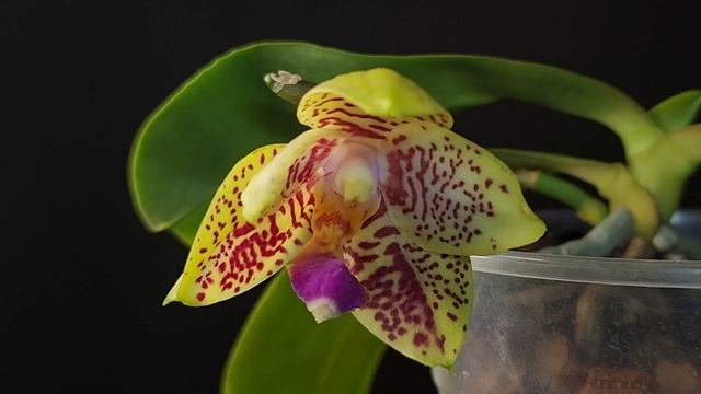 Phal. Orchid World TL