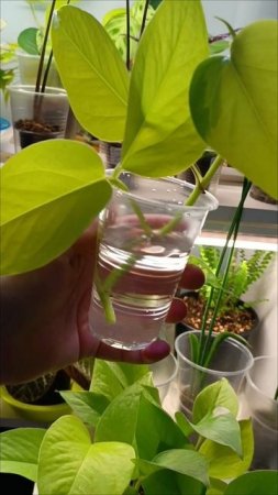 Фикус плету🧶 Лиану черенкую🍋#Авито