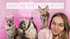 У НАС ПОЯВИЛСЯ ТРЕТИЙ КОТ? #cats #сфинкс