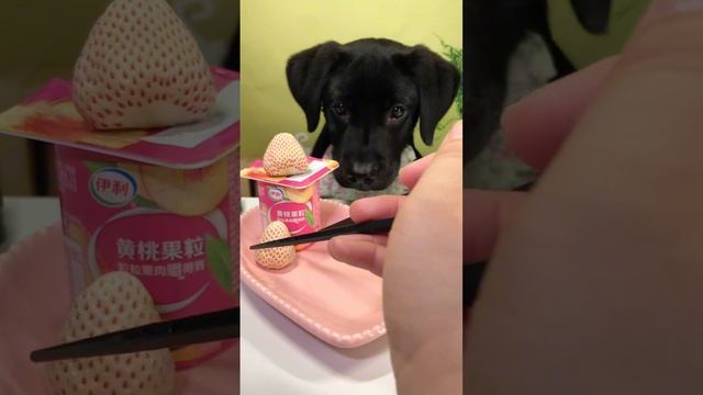 Собачий фуд-блог 😄