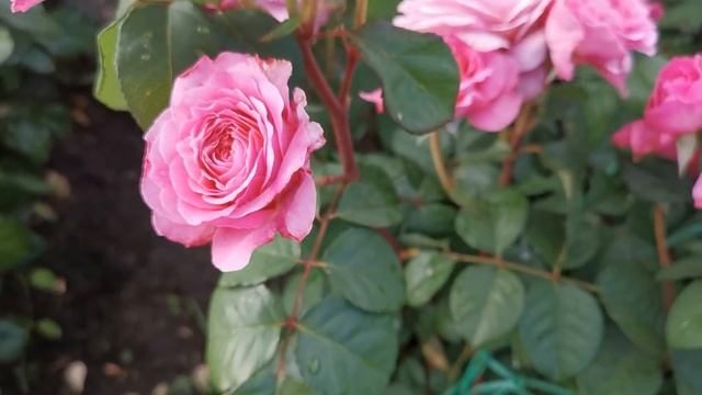 Роза Айсвогель Eisvogel смотреть онлайн