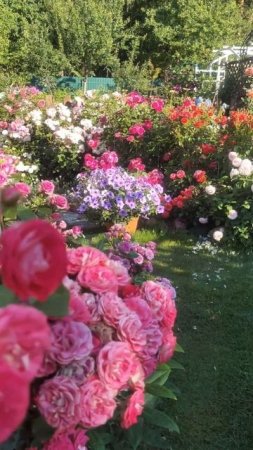 Розы. Утро в саду #сад #розы #gardenroses #gardenflowers #roseflowers