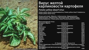 Вирус желтой карликовости картофеля