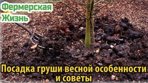 Посадка груши весной особенности и советы
