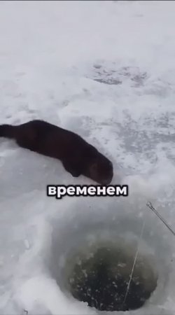 Хитрая и умная Норка