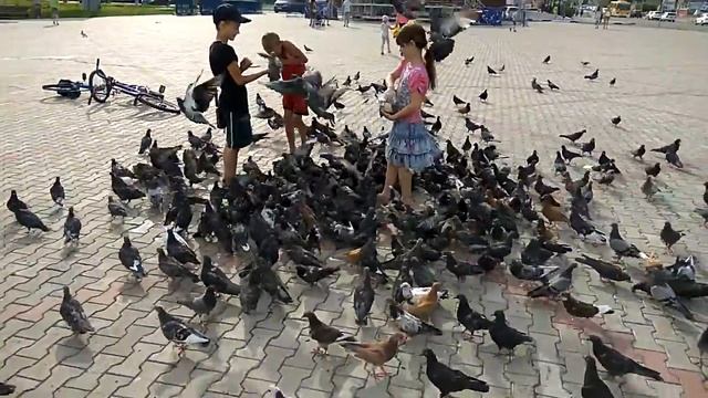 Кормим голубей.Белогорск. смотреть онлайн