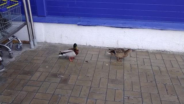 Мурманск. Утки на стоянке возле "Ленты" смотреть онлайн