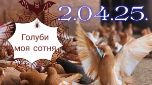 Голуби моя сотня в небе