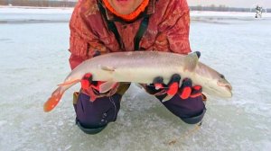 ПОКЛЁВКА НА 36 ТЫСЯЧ ШТРАФА!!! РЫБАЛКА НА ГРАНИ УГОЛОВНОГО СРОКА