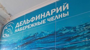 Набережные Челны. Дельфинарий. Дельфины и тренер. Шоу монстрики.
