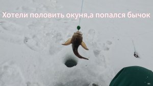 Думали клюет окунь,но оказались бычки
